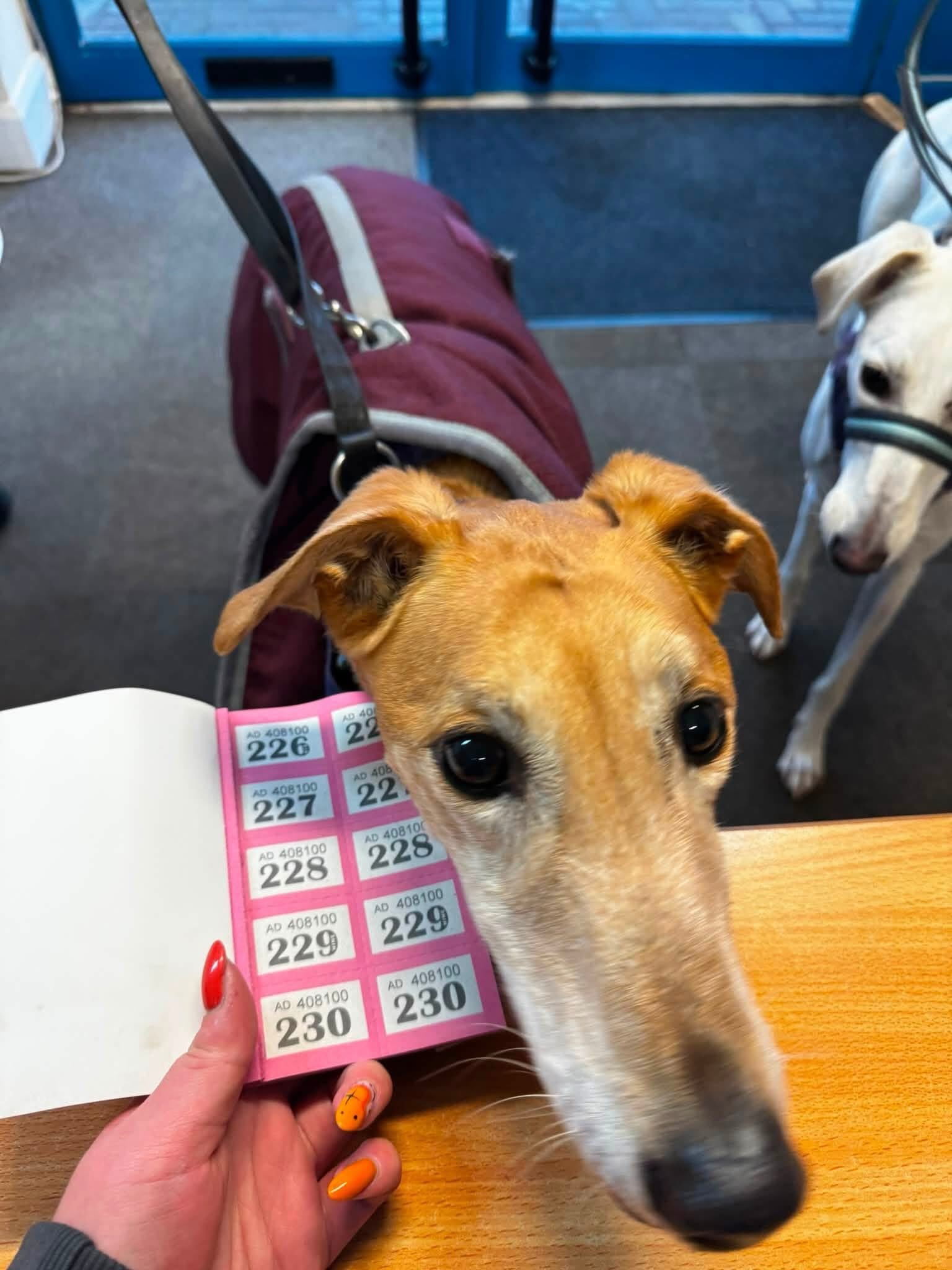 A rescue dog from Berwick Animal Rescue Kennels sniffing a strip of raffle tickets in the Ramparts reception